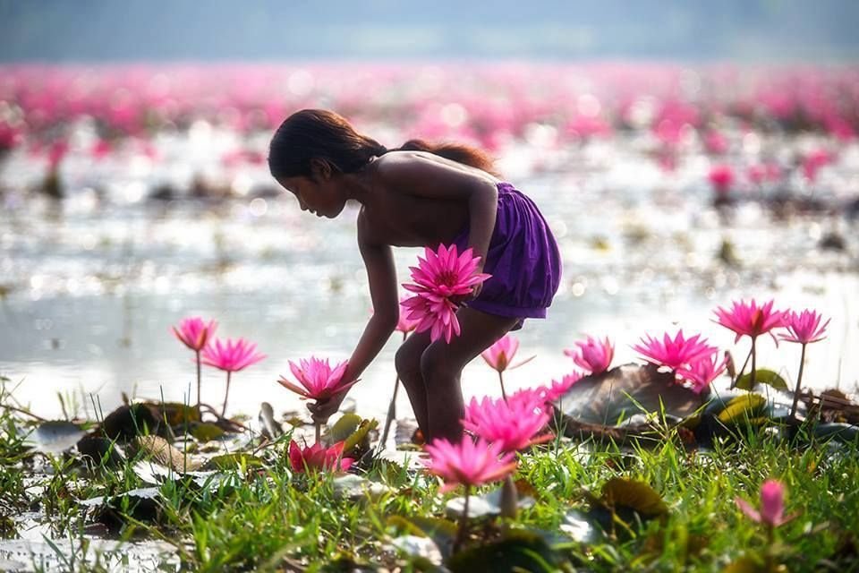 Where the Padma Blooms
